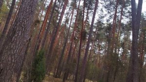 лесной тропой