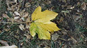 29=09=2025  ПВН  КМР . ОСЕНЬ .ДОЖДЬ.  MP4 (7)