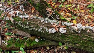 Мистический, грибной лес)