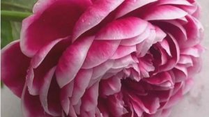 Marie Rose - японская роза от любителя)), или как история о том как Дьявол приобрел Святость.