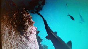 Отлетела душа от тела. читает автор Богдан Бандура.