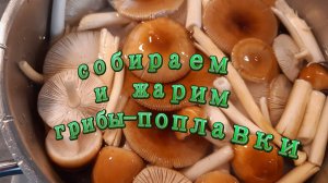 Собираю и жарю мухоморы-поплавки.