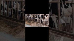 система вентиляции в привязном коровнике