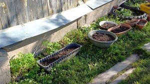 Дача 29 сентября 2025