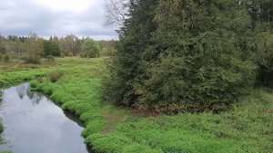Одна в деревне с собаками, вот такой отпуск...