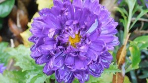 29=09=2025  ПВН  КМР . ОСЕНЬ .ДОЖДЬ.  MP4 (37)