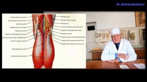 Топография нижней конечности. Часть 3 колено. Проф. Ахмадудинов М.Г.