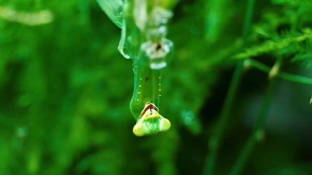 Отряды насекомых Что Если 4 БОГОМОЛА Поселить в Один ТЕРРАРИУМ？ смотреть онлайн