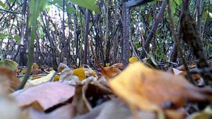 Работа в саду - удаление поросли