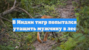 В Индии тигр попытался утащить мужчину в лес
