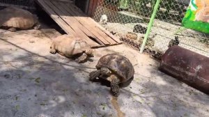 черипахи в тои́ланди