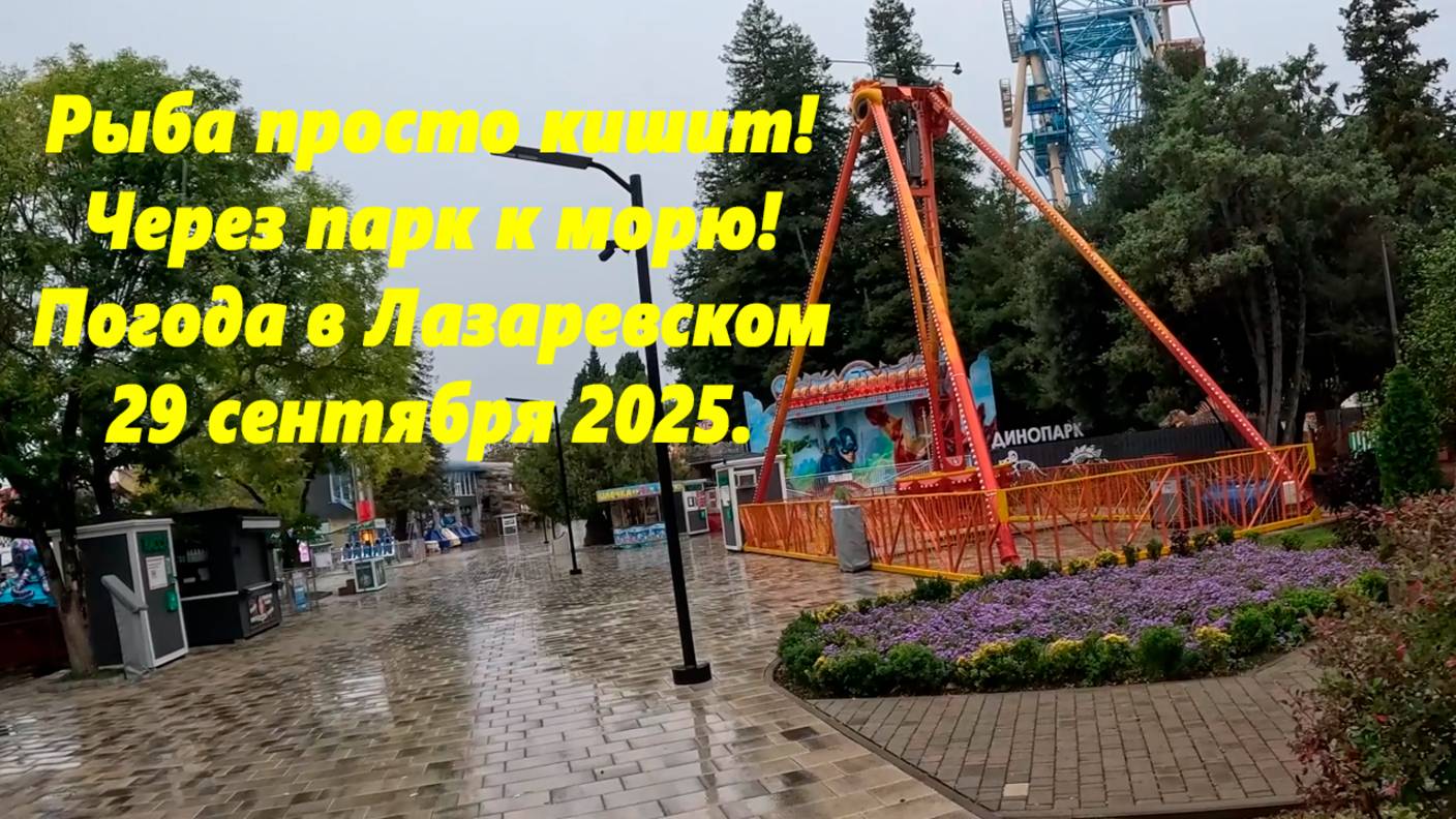 Рыба просто кишит! Через парк к морю! Погода в Лазаревском 29.09.2025.