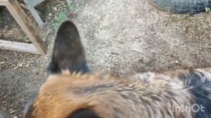 Хеддочка. Домашняя тренировка по ноузворк. Предметы, местность, помещение. Корица.