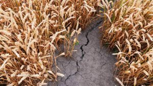 В Минсельхозе уточнили влияние засухи на юге России на ситуацию в АПК