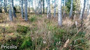 Попытались проехать на Курбатиху из Харино