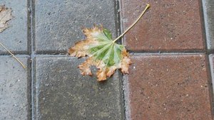 29=09=2025 ПВН КМР . ОСЕНЬ .ДОЖДЬ. MP4 (1)