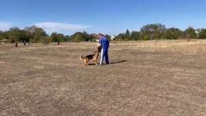 1 Оч/хор Зависть Богов ОМА +0+ №81. РОСТОВ-НА-ДОНУ 28 сентября`25 Моно немецких овчарок