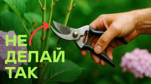 Всего Одна Ошибка И Гортензия Не Зацветёт