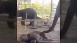 Мамочка еле разбудила слоника 🐘🥰😍❤️😉