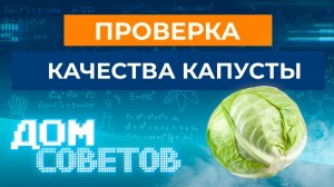 Проверка качества капусты