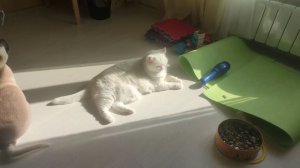 кросавиц зевс