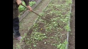 Миникультиватор на даче.