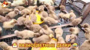 Цыплята и утята милые пушистики растут на радость хозяину (93)