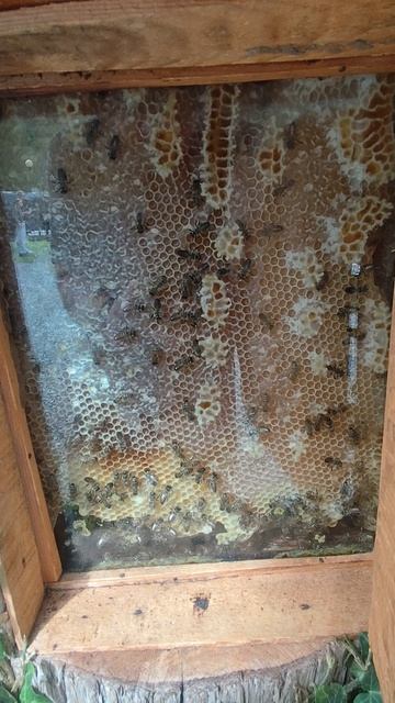 пчелы за стеклом смотреть онлайн