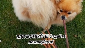 Постройка шалаша