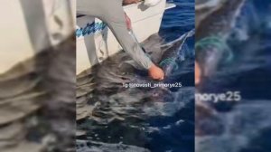 Гигантского морского зверя встретили приморцы вблизи острова Аскольд