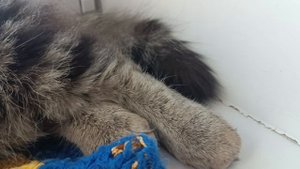 Такого вы точно никогда не видели!