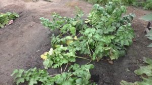 Урожай пастернака