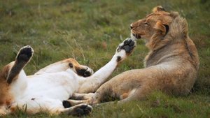 Посетите Южную Африку: Шамвари и Кейптаун