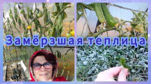 Замёрзшая теплица! Заморозки. Тюмень.