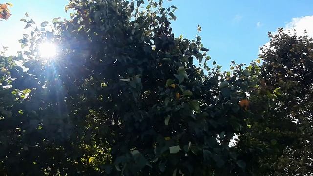 МГНОВЕНИЯ СОЛНЕЧНОЙ ОСЕНИ ОБИТЕЛИ: КОНДАК АКАФИСТА ИВЕРСКОЙ ИКОНЫ БОЖИЕЙ МАТЕРИ, ХОР МОНАСТЫРЯ смотреть онлайн