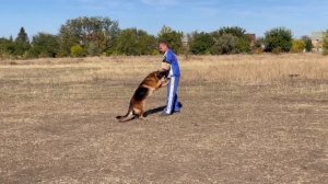 2 Отл. Зависть Богов ШЕНОН ++- №30. РОСТОВ-НА-ДОНУ 28 сентября`25 Моно немецких овчарок