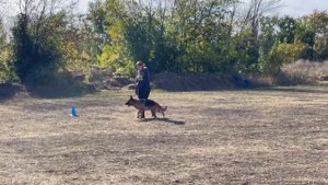 б/о KATANA v. Heerbusch не/отп. №79. РОСТОВ-НА-ДОНУ 28 сентября`25 Моно немецких овчарок