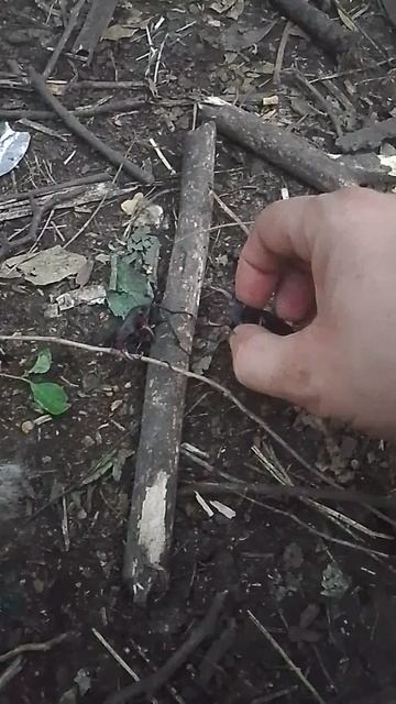 Жук - рогач ( олень) 3