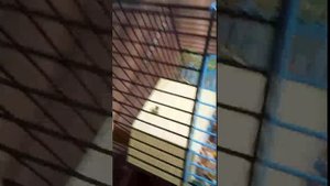🐹