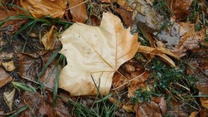 29=09=2025  ПВН  КМР . ОСЕНЬ .ДОЖДЬ.  MP4 (5)