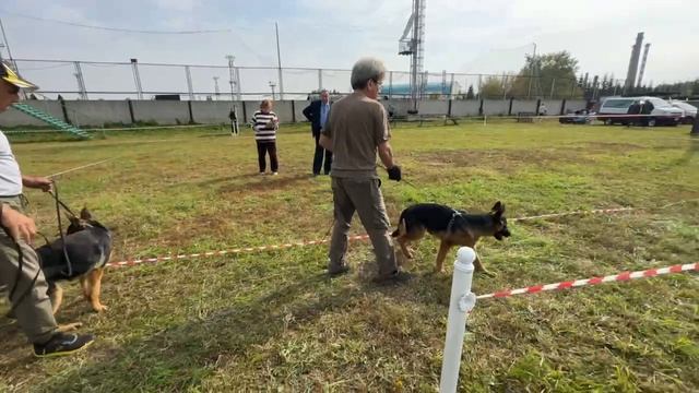 БЕБИ СУКИ / КЧК АЛЬМЕТЬЕВСК 20 сентября`25 А.Кисляков Моно немецких овчарок