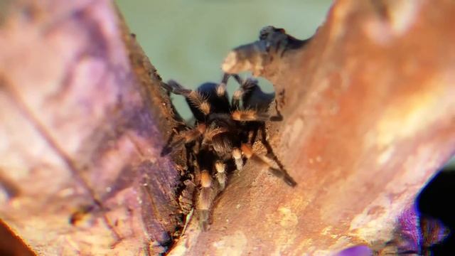 Отряды насекомых КАРАКУРТ, ТАРАНТУЛ и ПТИЦЕЕД в ОДНОМ ТЕРРАРИУМЕ： ТРИ МЕ смотреть онлайн