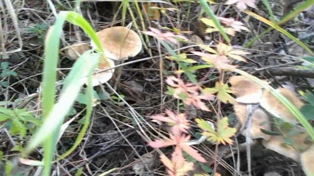 За грибами в 2023.