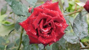 29=09=2025  ПВН  КМР . ОСЕНЬ .ДОЖДЬ.  MP4 (15)