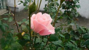 29=09=2025  ПВН  КМР . ОСЕНЬ .ДОЖДЬ.  MP4 (10)