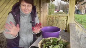 РАЗГОВОР ПО ДУШАМ. ВАСИЛЬЕВНА РАССКАЗАЛА  ЖУТКУЮ ИСТОРИЮ! СОБРАЛА УРОЖАЙ ЧЕРНОПЛОДКИ.