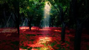 песни собственного сочинения