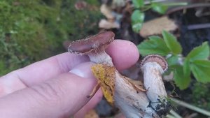 Толстоногий опёнок