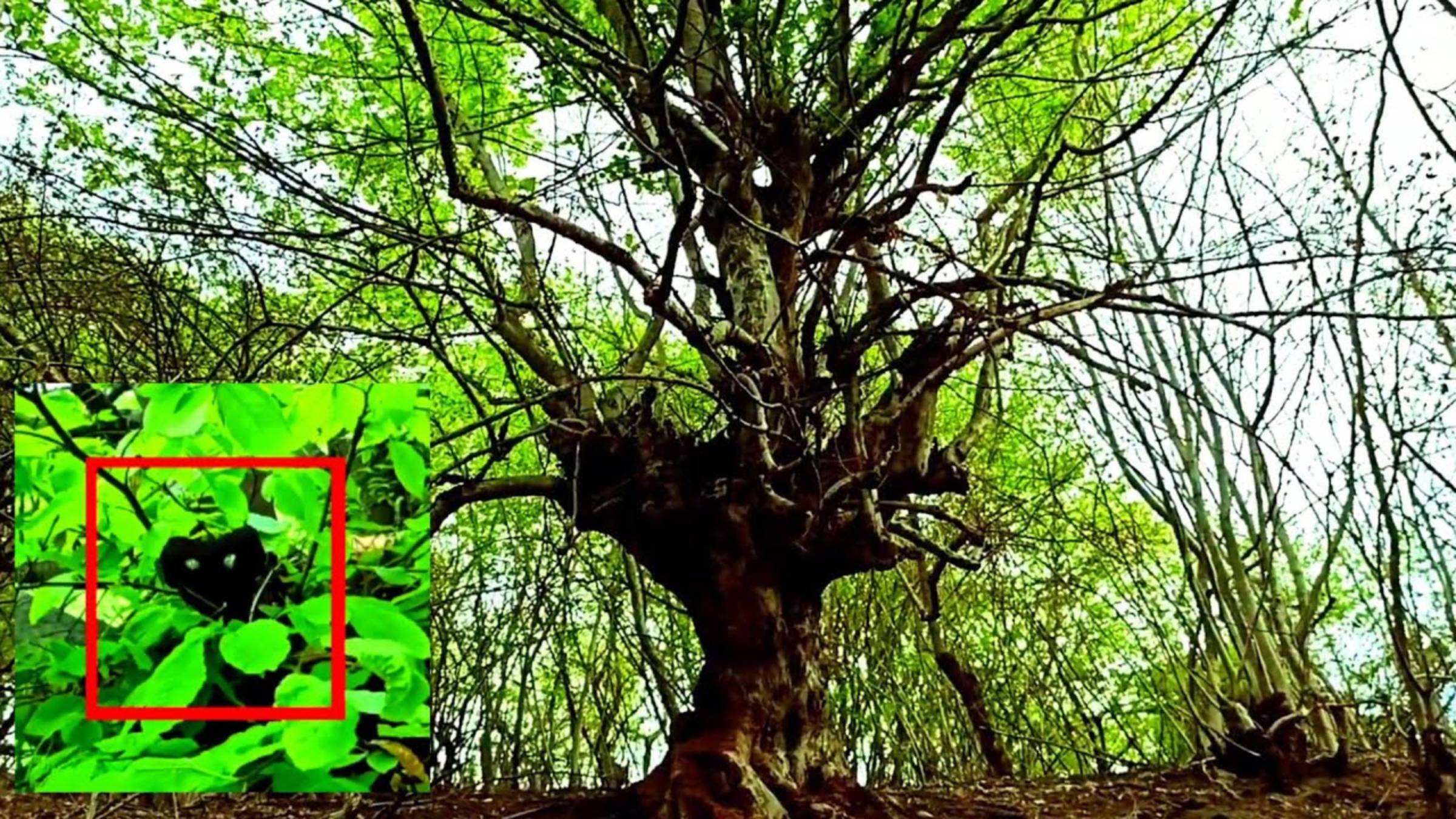 Страшные видео снятые на камеру в лесу. Что за жуткое животное смотреть онлайн