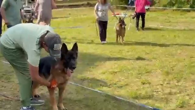 РАБОЧИЙ СУКИ / КЧК ИЖЕВСК 14 сентября`25 Д.Трофимов Моно немецких овчарок